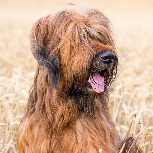 Briard
