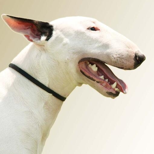 Bull Terrier
