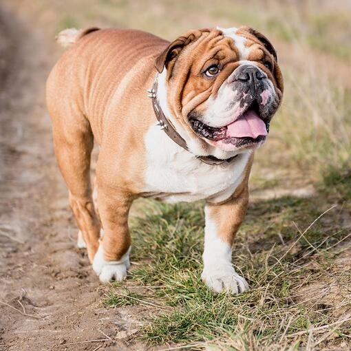 Bulldog