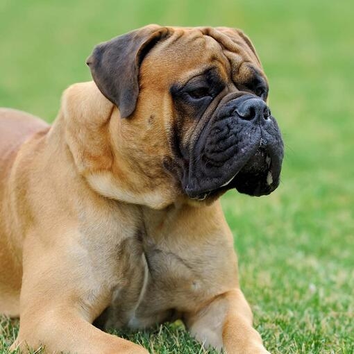 Bullmastiff