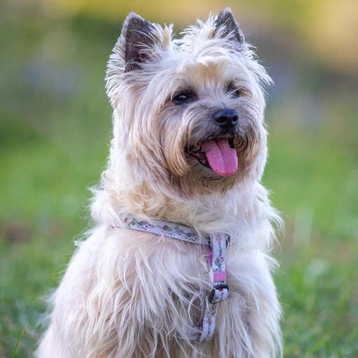 Cairn Terrier