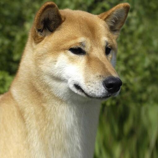 Canaan Dog