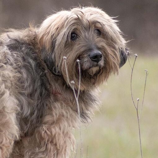 Catalan Sheepdog