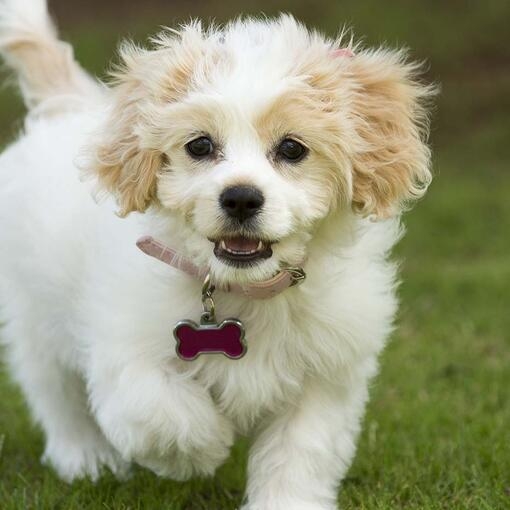 Cavachon