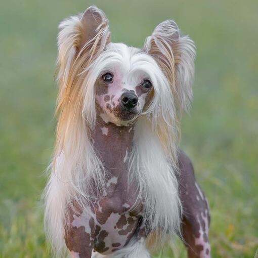 Chinese Crested