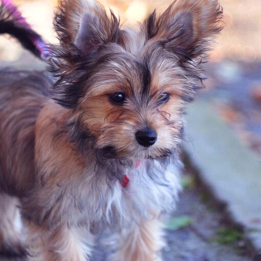 Chorkie