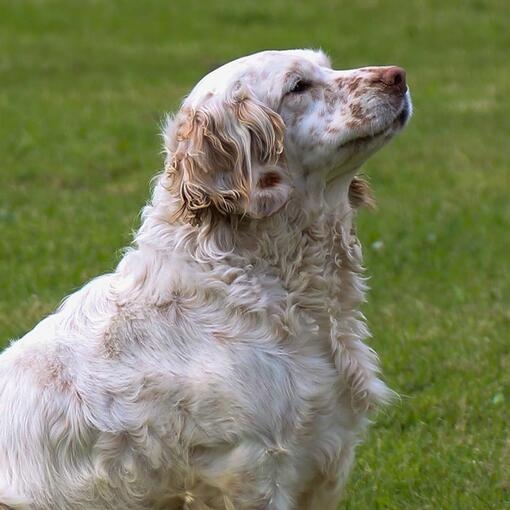 Clumber Spaniel