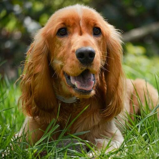 Cocker Spaniel