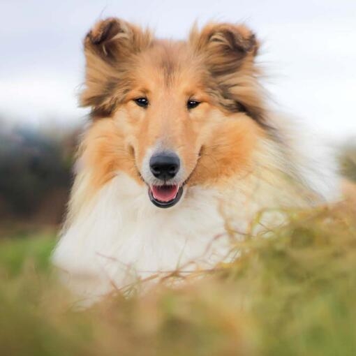 Rough-Coated Collie
