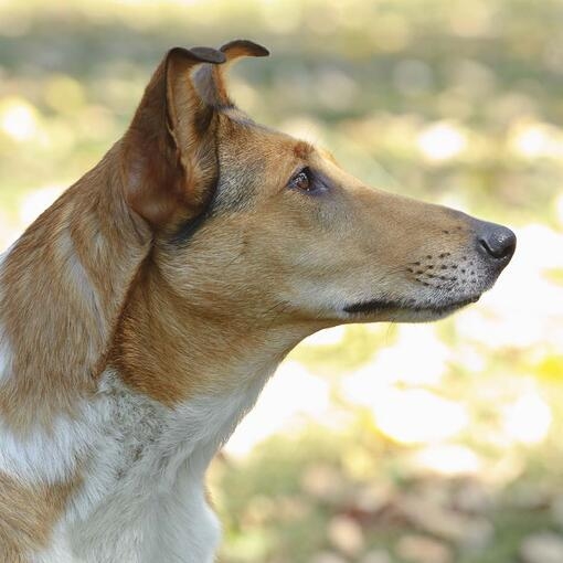 Smooth-Coated Collie