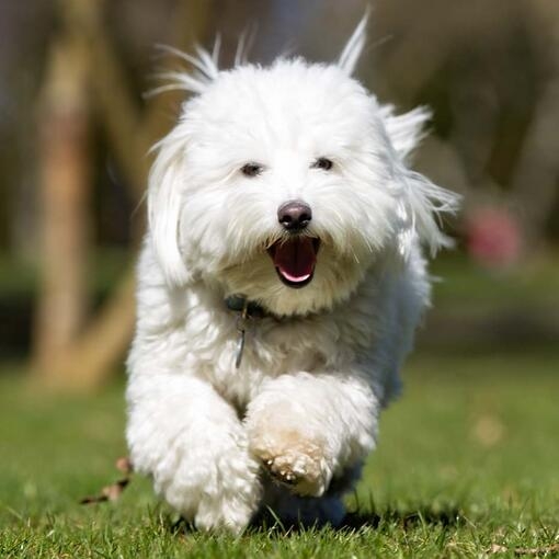 Coton de Tulear