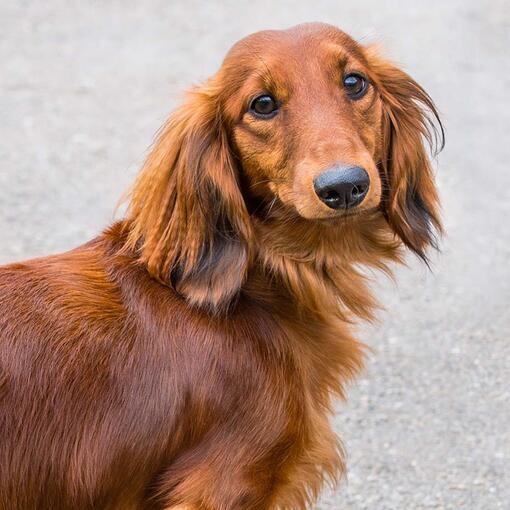 Longhaired Dachshund
