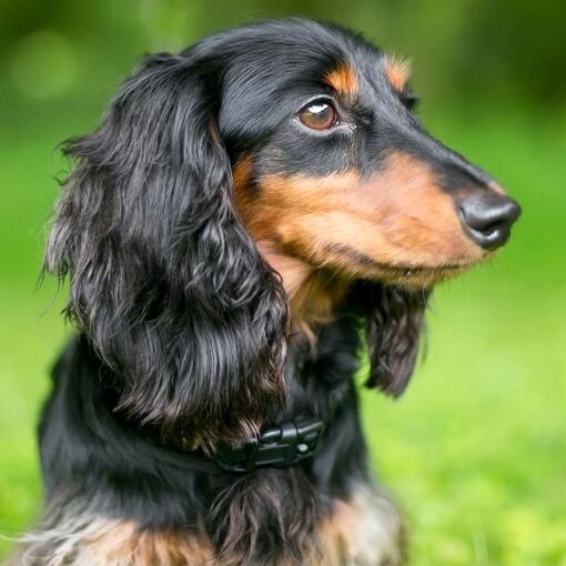 Miniature Longhaired Dachshund