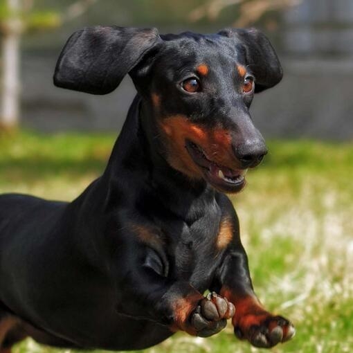 Miniature Smooth Dachshund