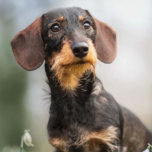 Miniature Wirehaired Dachshund