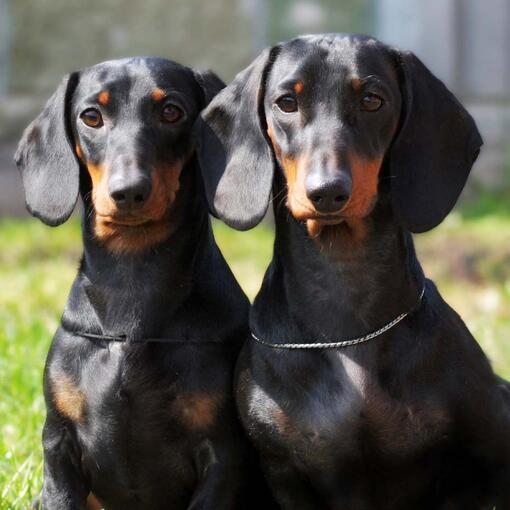 Smooth Dachshund