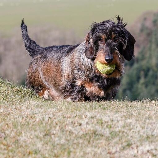 Wirehaired Dachshund