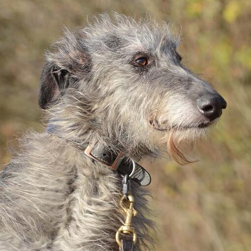 Deerhound