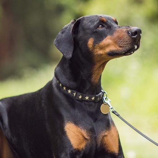 Dobermann