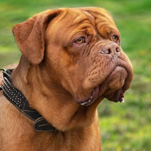 Dogue de Bordeaux