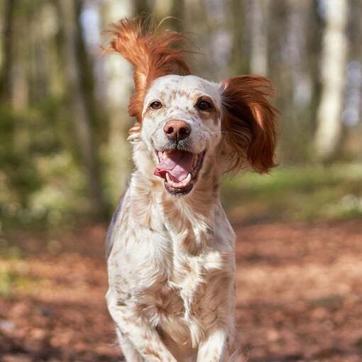 English Setter