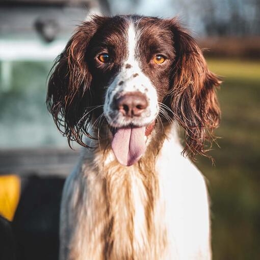 English Springer Spaniel