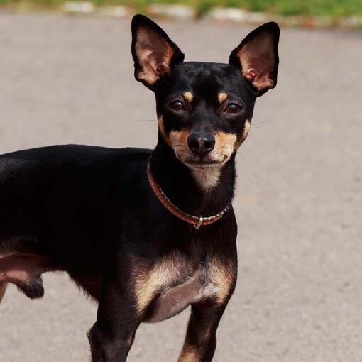 English Toy Terrier