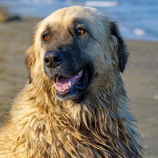 Estrela Mountain Dog