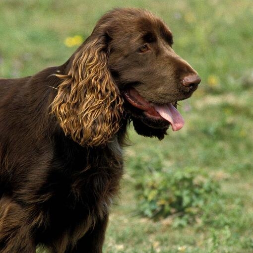 Field Spaniel