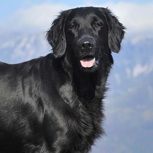 Flatcoated Retriever