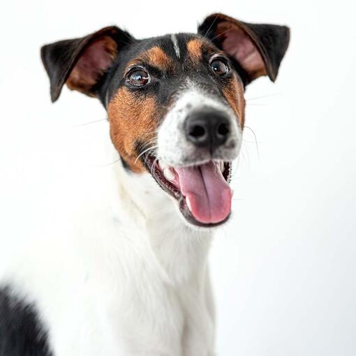 Smooth-Coated Fox Terrier
