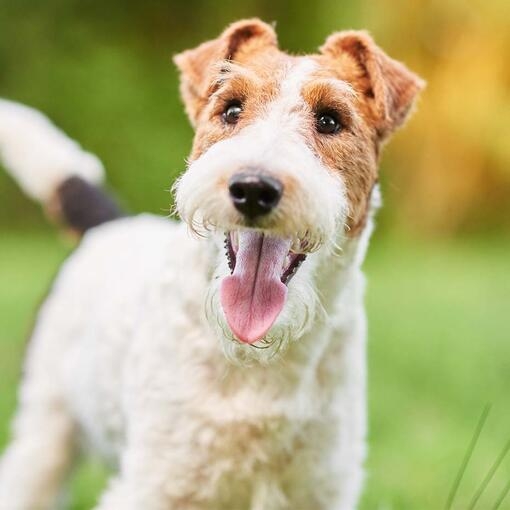 Fox Terrier