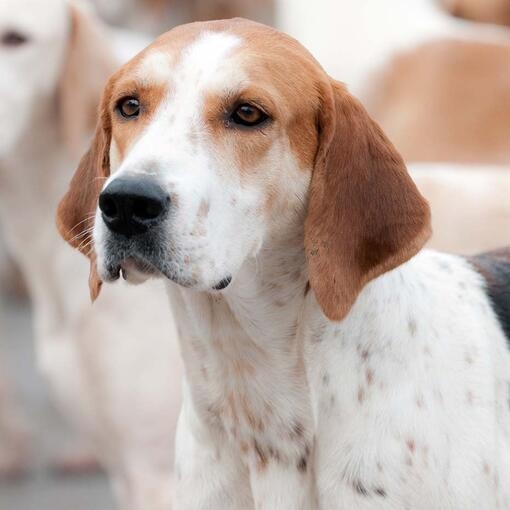 Foxhound