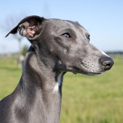 Whippet