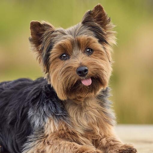 Yorkshire Terrier