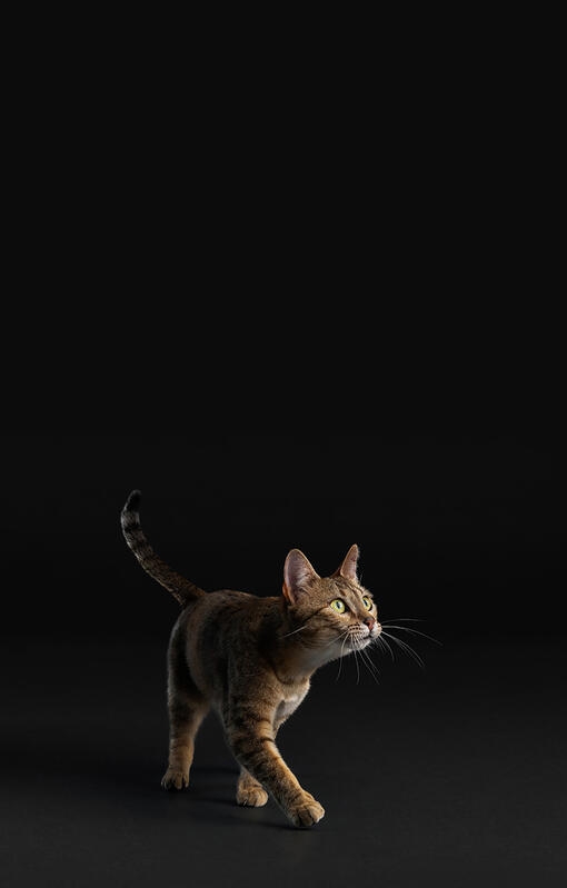 Cat on black background