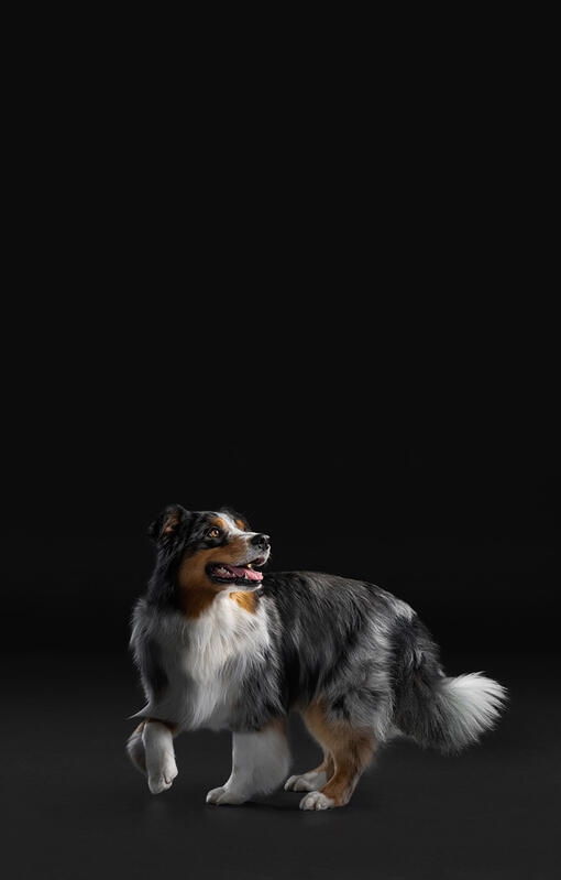 Dog on black background