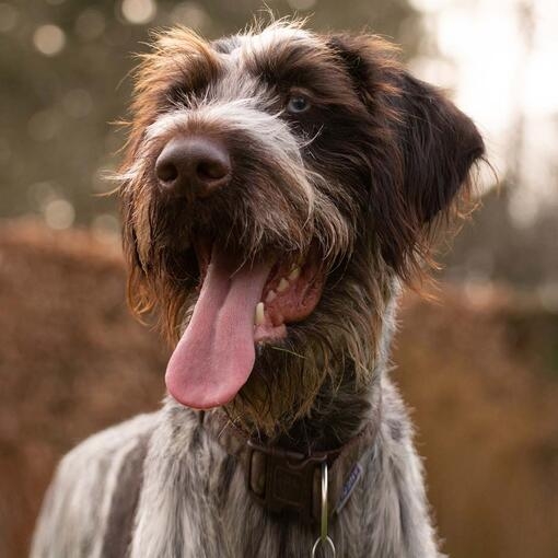 German Wirehaired Pointer