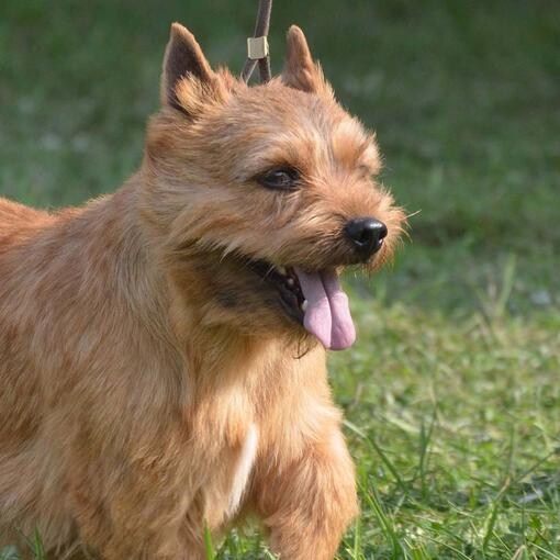 Glen of Imaal Terrier