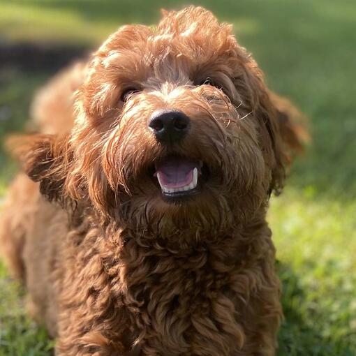 Goldendoodle