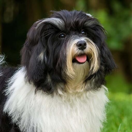 Havanese