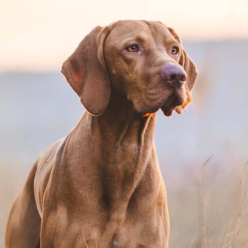 Hungarian Vizsla