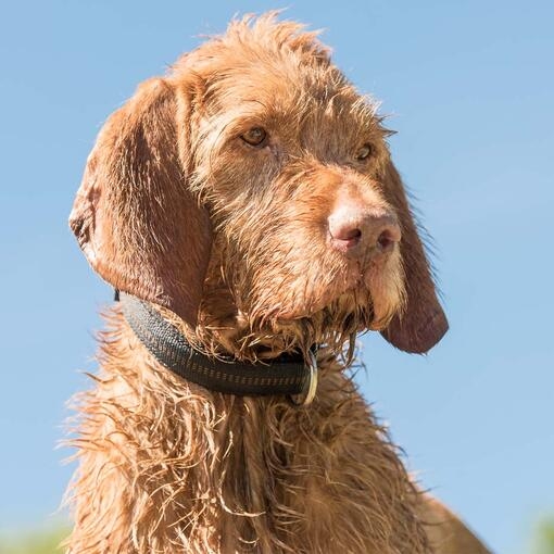 Hungarian Wire Haired Vizsla
