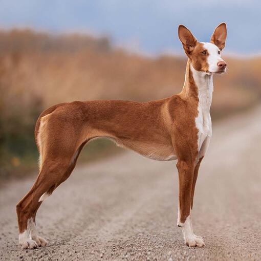 Ibizan Hound