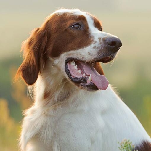 Irish Red and White Setter