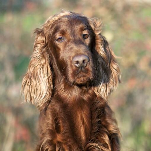Irish Setter