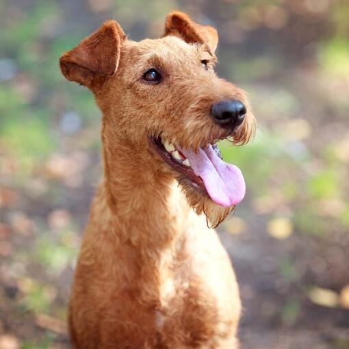 Irish Terrier