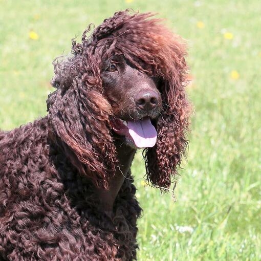 Irish Water Spaniel