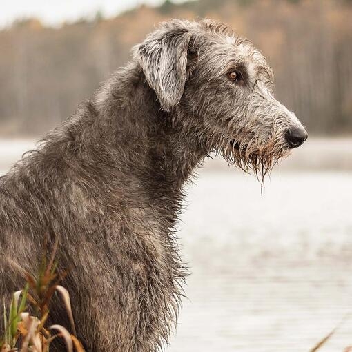 Irish Wolfhound