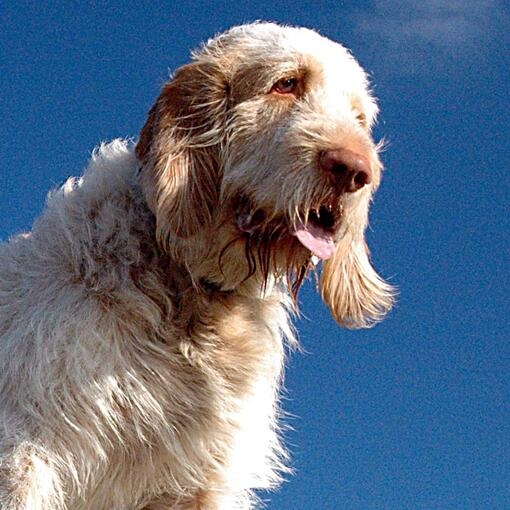 Italian Spinone